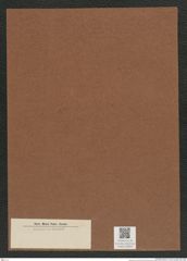 Diatomeae indet. Zeichnungen Sammlung Grunow Mappe 03669 (Herbarium_W_Grunow_drawings_Folder_03669)